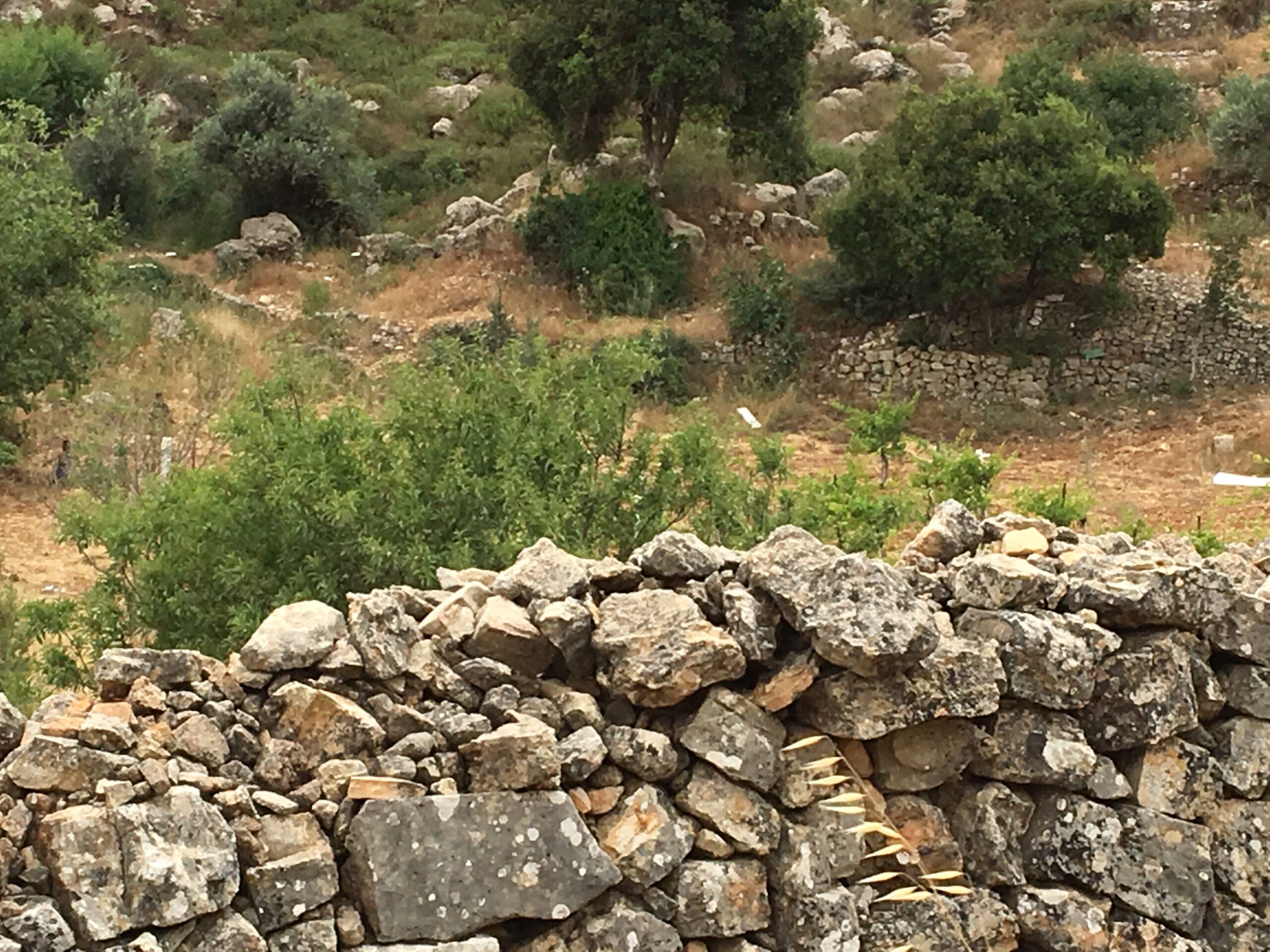 #72, learn how to see Palestine